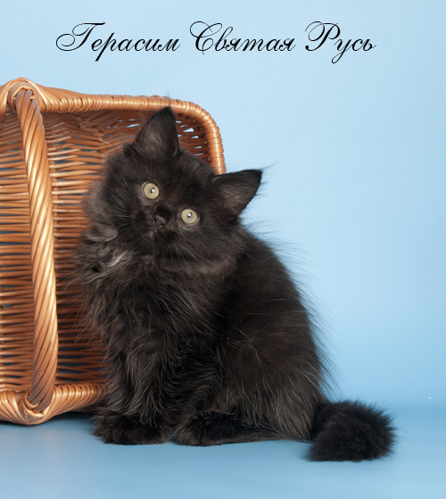 Герасим
