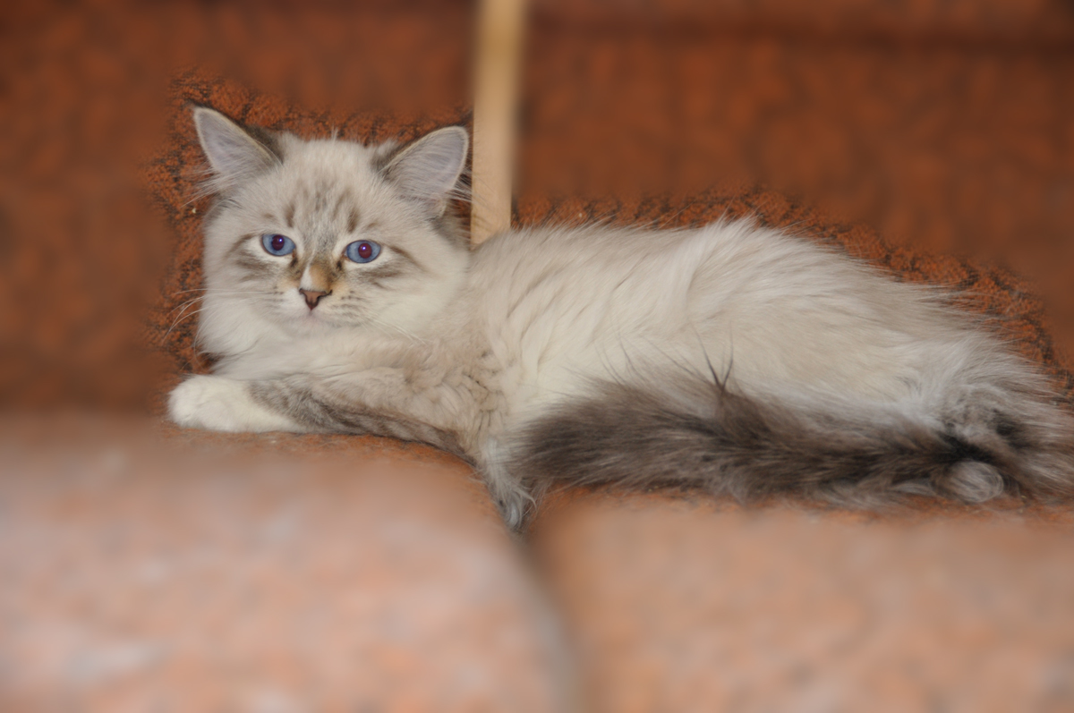 Nicolasha